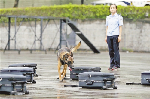 7月24日,重庆市公安局警犬训练基地,缉毒犬正在寻找毒品。 首席记者 崔力 摄