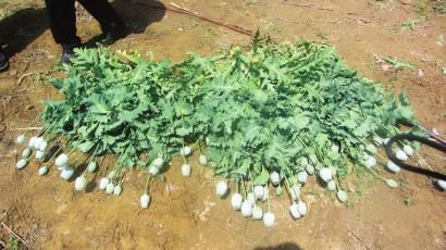 从村民菜地中铲除的部分罂粟