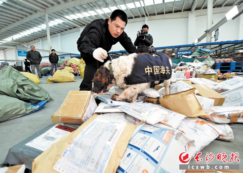 ↓昨日上午,星沙海关邮检现场,缉毒犬“安娜”正在一堆邮件中搜寻,一旦发现可疑邮件就会立刻“告诉”工作人员。 均为长沙晚报记者王志伟 摄