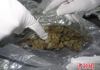 广州海关截获4.63公斤毒品大麻花