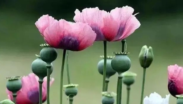 这5种野菜别再当成“宝”了！还有一种“野菜”千万注意！