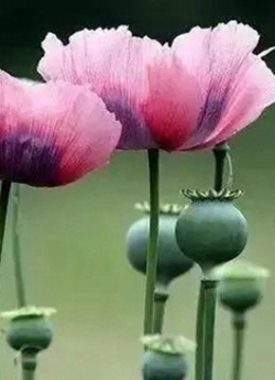 这5种野菜别再当成“宝”了！还有一种“野菜”千万注意！