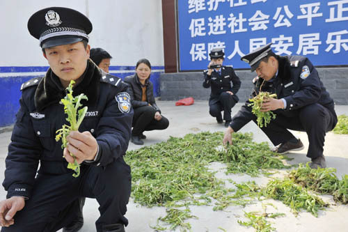 山东定陶：铲除3000余株罂粟苗